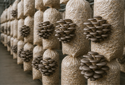 Производство гриба вешенки